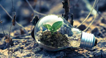 Clear Light Bulb Planter On Gray Rock