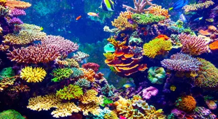 Coral Reef Blog Hero